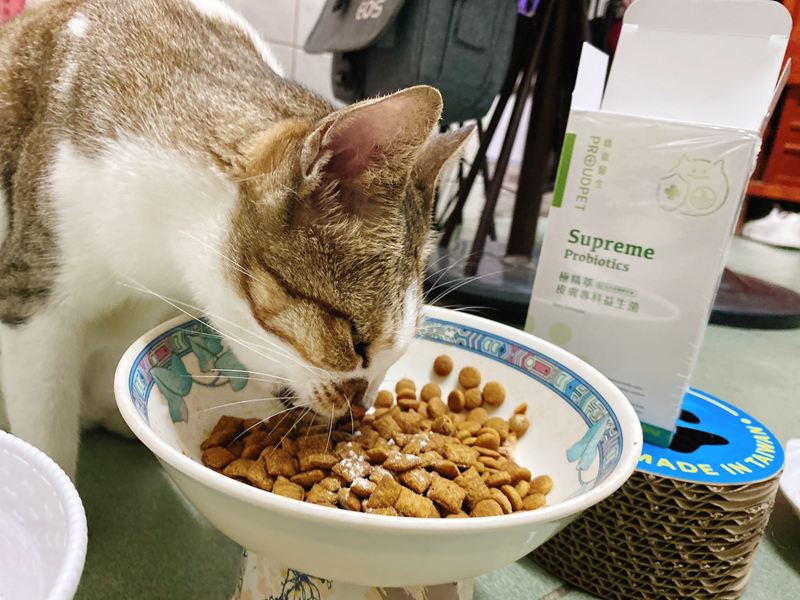 試用